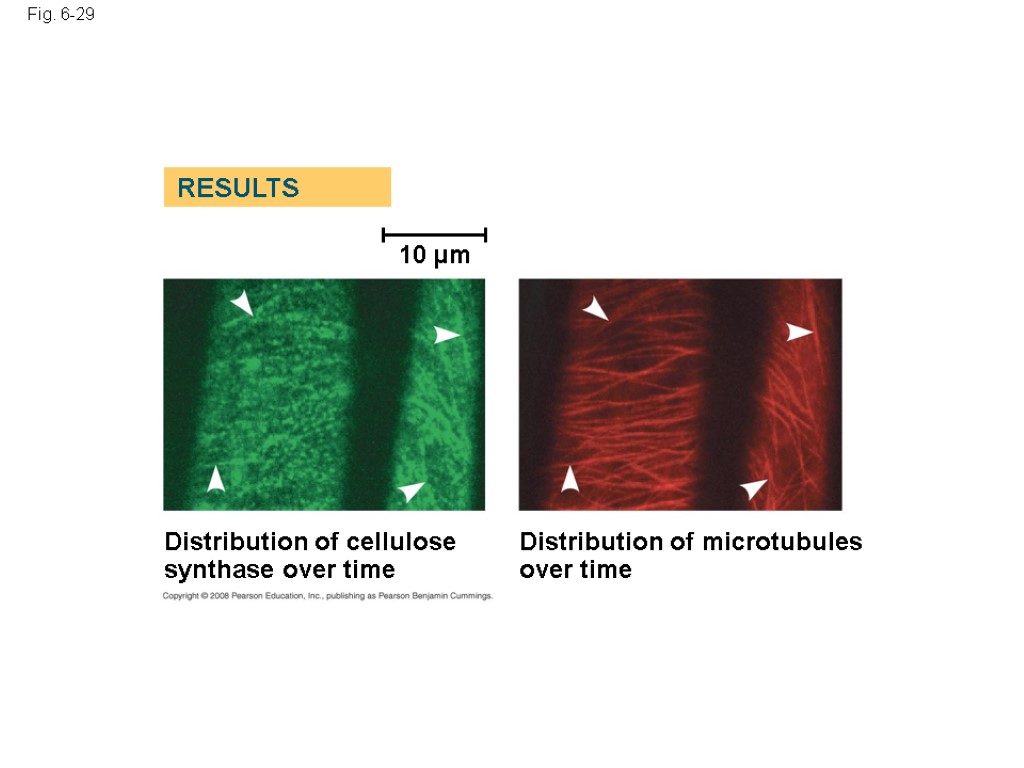 Fig. 6-29 10 µm Distribution of cellulose synthase over time Distribution of microtubules over